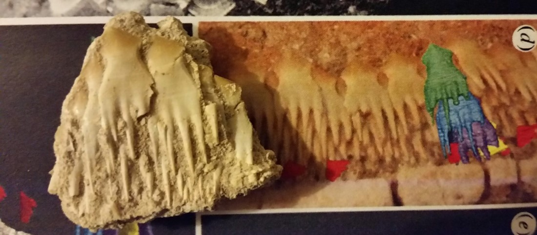 Real Teeth